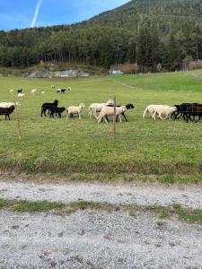 Zvieratá v penzióne alebo blízkom okolí