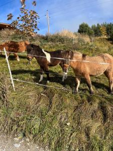 Zvieratá v penzióne alebo blízkom okolí