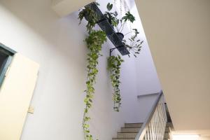 a plant hanging on the side of a building at Pak Fook Hotel Chow Kit in Kuala Lumpur
