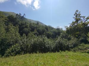 a grassy hill with trees and bushes in a field at El Pedrosu casa para 6 personas en Espinareu in Cuerrías