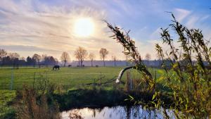 a horse grazing in a field with the sun in the sky at Landhaus Seemann Ferienwohnungen im Grünen in Walsrode