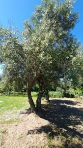 Gallery image of Quinta de Ramil in Vieira do Minho +57 photos