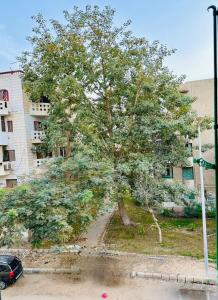 ein großer Baum vor einem Gebäude in der Unterkunft Darya's Studios - Stylish &Comfy Apartments, New Cairo in Kairo