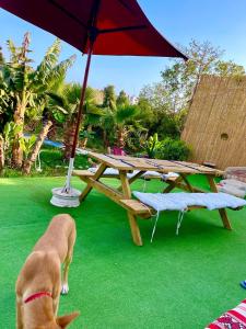 Vrt pred nastanitvijo Surf & Salsa Ocean House