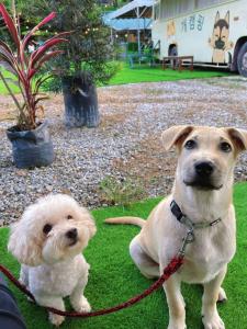 Domácí mazlíčci ubytovaní s hosty v ubytování iGo Glamz 爱狗露营 Pet Friendly Glamping