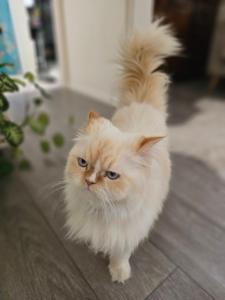 a white cat walking on its hind legs at Bright & Cozy Studio - Private Access & Full Privacy in Auckland