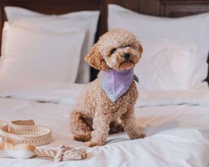 a poodle dog wearing a tie sitting on a bed at Story Hotel Riddargatan, part of JdV by Hyatt in Stockholm