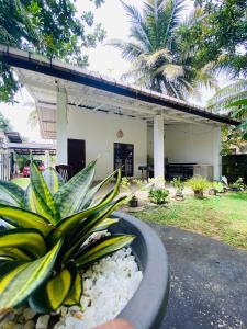 a person holding a potted plant in front of a house at Lagoon view resort in Ahangama