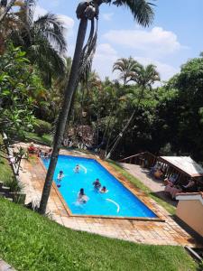 a group of people in a swimming pool with a palm tree at Chácara casa da sogra in Santana de Parnaíba