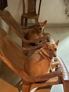 Ospiti di Alass Ga For Pets Lovers con animali domestici
