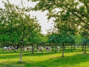 a herd of cows grazing in a field with trees at Les gîtes du Mesnil chambre standard in Équemauville