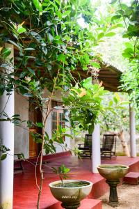 a tree in two vases on a patio at Maka Safari Village Resort in Udawalawe