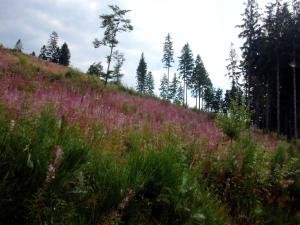 Naturlandschaft in der Nähe der Ferienwohnung