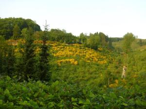Naturlandschaft in der Nähe der Ferienwohnung