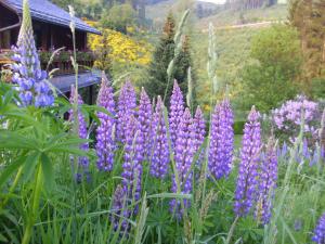Naturlandschaft in der Nähe der Ferienwohnung