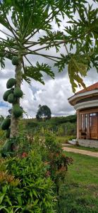 a tree with a bunch of green fruit on it at 6 Engo Cottage - Benanda Forest Resort in Masaka