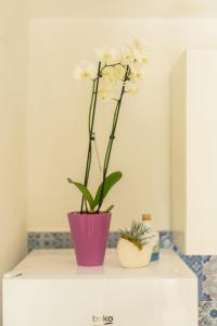 Fotografie z fotogalerie ubytování Lemon Tree House v destinaci Procida