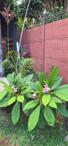 Κήπος έξω από το Apartamentos Tupuna Lodge