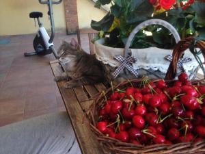 Comida en el bed and breakfast o alrededores