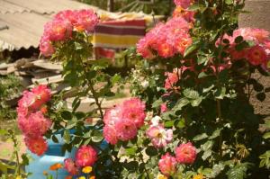 a bunch of pink flowers in a garden at Sabyl in Korumdy