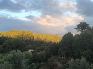 an overhead view of a forest with a tree at Casa do Moinho Rural Retreat in Podentes +1 photo