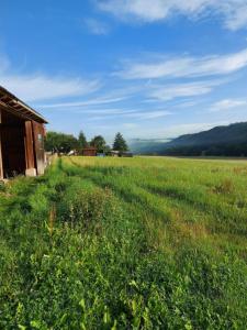 a field of green grass next to a barn at Ferienwohnung auf Hof Santangelo in Dickesbach
