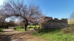 an old castle with a tree next to a dirt road at Gioia di Roma in Rome