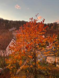 Příroda nedaleko bed and breakfast