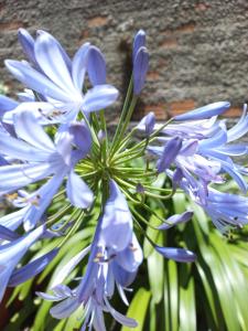 een bos blauwe bloemen voor een muur bij Espaço tranquilo in Florianópolis