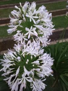 een bos witte bloemen op een plant bij Espaço tranquilo in Florianópolis