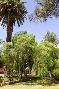 a couple of palm trees in a park at Complejo Anacahuita in Carmelo