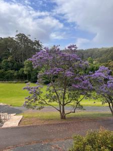 Ein Baum mit lila Blumen in einem Park in der Unterkunft Cottage Hill Creek near the beach and bush in Macmasters Beach + 40 Fotos