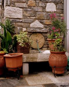 A garden outside Victoria's Country Apartments