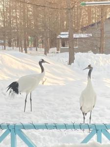 Tiere in der Pension oder in der Nähe