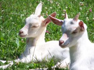 two white goats laying in the grass at Petite Ferme d'Autrefois in Saint-Georges-Nigremont
