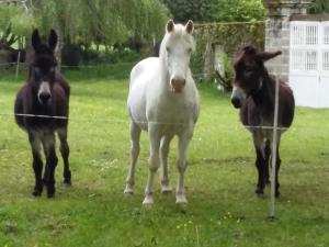 three horses standing in a field next to a fence at Petite Ferme d'Autrefois in Saint-Georges-Nigremont