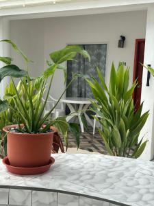 Zahrada ubytování Thoddoo Cozy Stay