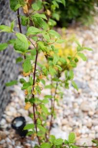 a plant with green leaves next to a stone path at Appartementen De Witte Brugh in Buren