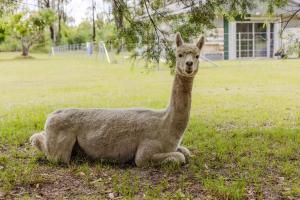 a llama sitting in the grass in a field at Schlaraffenland 2 by Tiny Away in Chatsworth Island