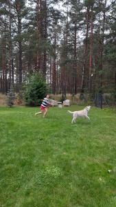 Domáce zviera alebo zvieratá hostí v ubytovaní UTASIÓWKA Mazury