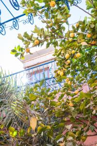 Riad de l'Olivier - Paradise Valley外面的花园