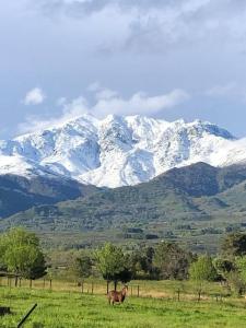 a horse standing in a field with snow covered mountains at Acogedor apartamento al sur de la Sierra de Gredos in Poyales del Hoyo