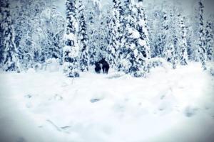 The Lazy Lynx - Frontier Village v zimě