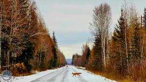 The Lazy Lynx - Frontier Village v zimě