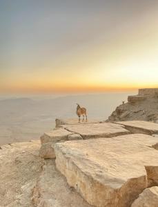 a goat standing on the top of a mountain at הפנינה השחורה in Mitzpe Ramon