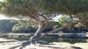 a tree in the sand next to a body of water at Casa Rosina in Orosei