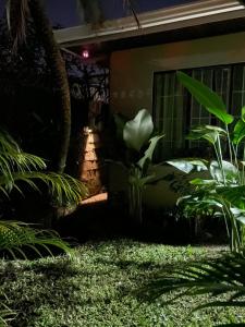 una planta en el patio de una casa por la noche en Downtown volcano House, en Fortuna
