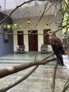 a bird sitting on a branch of a tree at Villa Tambaka in Anuradhapura