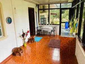 a living room with two toy animals on the floor at Middle bedroom, McKirdy's Farm in Sison