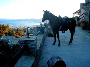 Billede fra billedgalleriet på Makronas Apartments i Karistos + 46 billeder